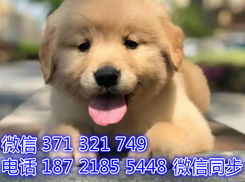 天津全国发货 金毛犬出售幼犬 天津宠物狗狗促