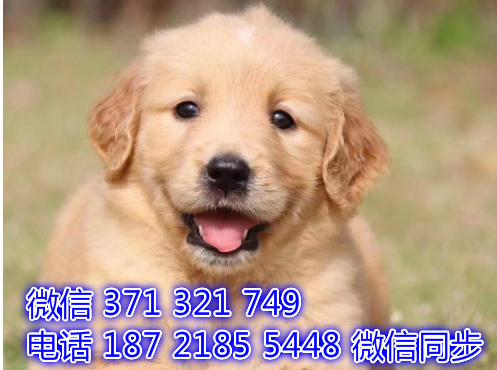 长沙全国发货 金毛犬出售纯种 长沙狗场直销