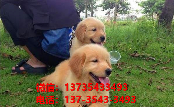 纯种金毛犬大头版黄金猎犬长沙犬舍宠物狗狗市