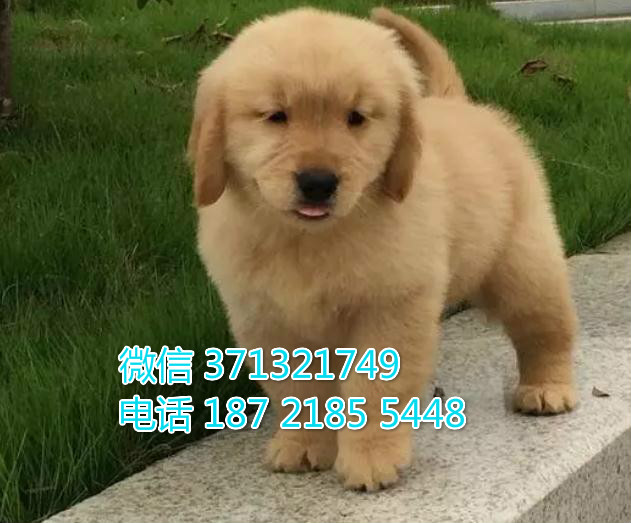 沈阳狗狗 金毛出售纯种幼犬 特价宠物狗狗