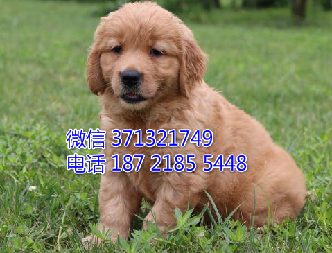 上海宠物 金毛犬出售纯种 上海犬舍繁殖高端名