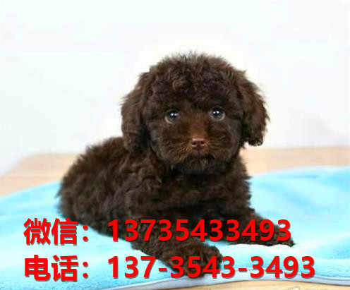 苏州犬舍宠物狗狗出售纯种泰迪犬狗舍哪里有狗狗买狗地方