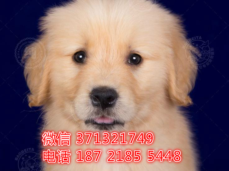 长春宠物 金毛犬纯种幼犬出售 长春犬舍在哪里
