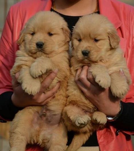 纯种金毛幼犬出售 长沙宠物狗犬舍领养宠物狗