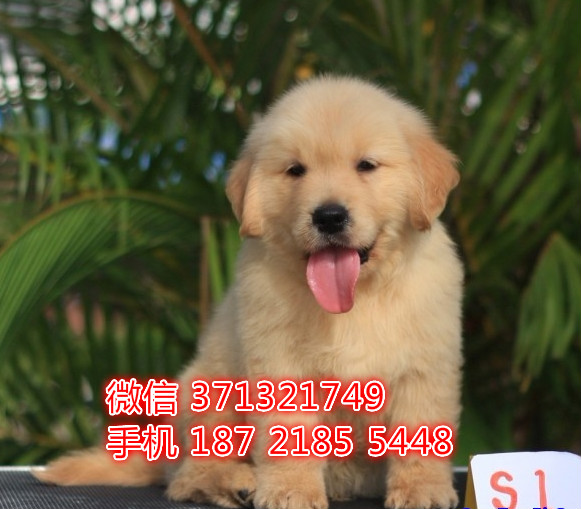 南昌狗狗 金毛犬出售纯种 南昌犬舍 南昌全国