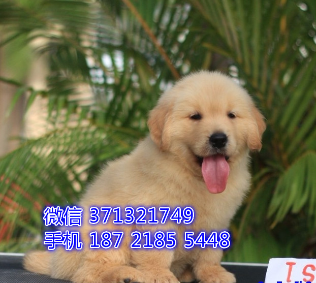 深圳狗狗 金毛犬出售纯种幼犬 深圳实体店 全