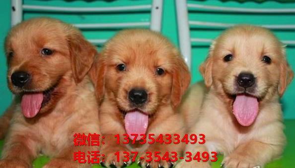 纯种金毛幼犬出售 长沙宠物狗犬舍领养宠物狗市场在哪里卖狗买狗