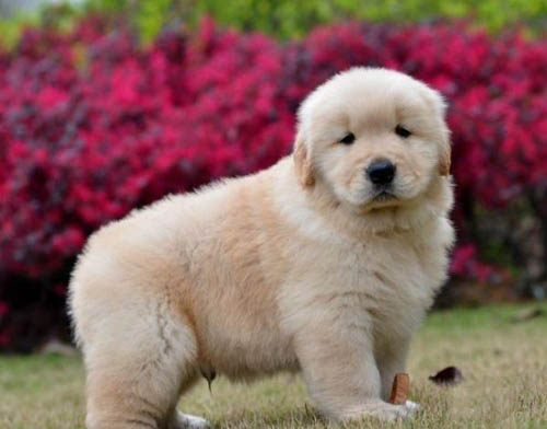 深圳本地哪里有犬舍 深圳哪里买金毛好 金毛价