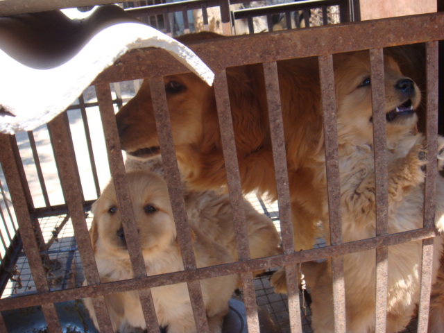 普洱宠物网 思茅宠物网 思茅哪里能买高品质金