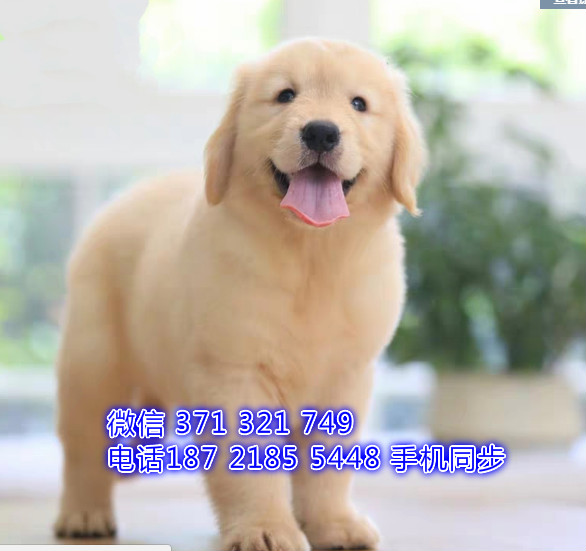 金毛犬幼犬出售纯种 狗场直销宠物 哪里有宠物狗狗掣