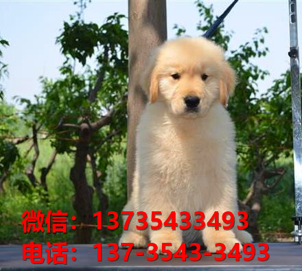 纯种金毛犬 青岛犬舍出售大头金毛寻回猎犬哪