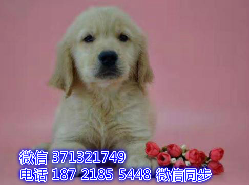 特价金毛出售纯种幼犬 专业繁殖专业发货 可上门看虾