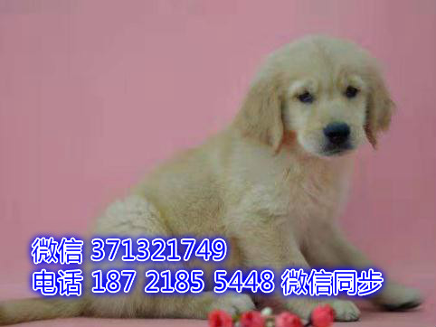 特价金毛出售纯种幼犬 专业繁殖专业发货 可上门看只