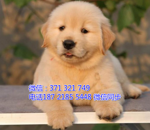 全国特惠金毛纯种幼犬 支持上门 支持空运汽运 包健康泼