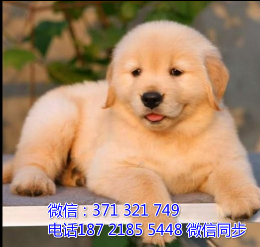 全国特惠金毛纯种幼犬 支持上门 支持空运汽运 包健康诙