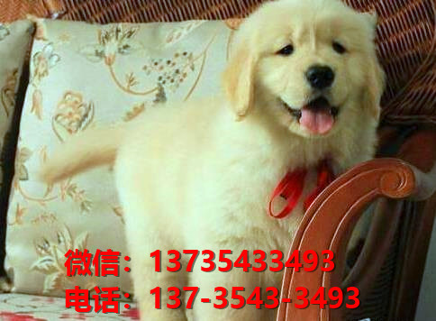 纯种金毛犬 武汉犬舍出售大头金毛寻回猎犬哪