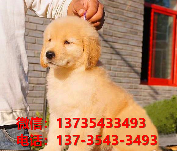 纯种金毛犬 沈阳犬舍出售大头金毛寻回猎犬哪