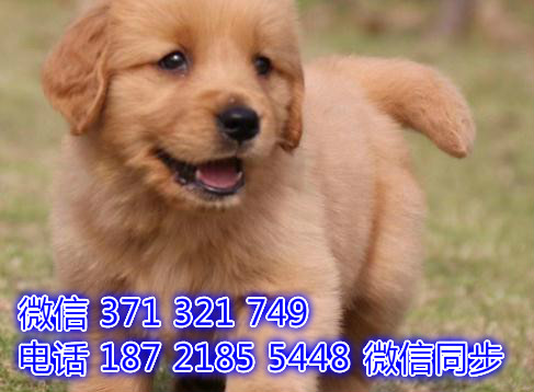 上海宠物狗狗金毛出售幼犬 全国可以发货录