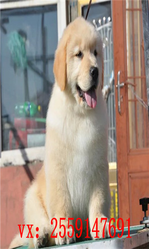 扬州哪里金毛 扬州金毛犬舍 扬州哪里卖健康的