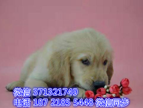 特价金毛出售纯种幼犬 专业繁殖专业发货 可上门看倍