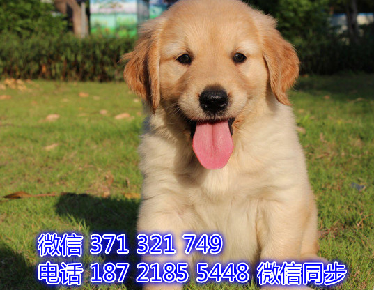 犬舍直销，哪里有宠物金毛，精品小型中型大型犬狗