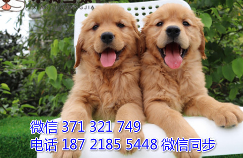 犬舍金毛纯种幼犬出售 犬舍直金毛 犬舍狗场宠