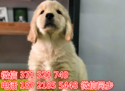 金毛宠物买卖 宠物市场 宠物狗狗图片宠物网釉