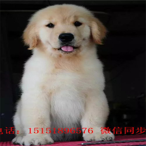 扬州哪里卖家养金毛犬 扬州金毛怎么卖的 扬州