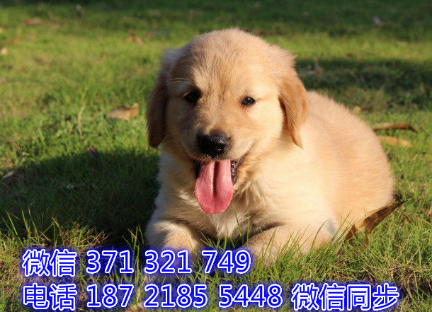 犬舍直销，哪里有宠物金毛，精品小型中型大型犬狗狗坪