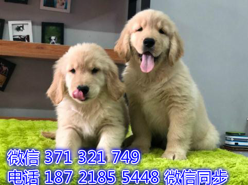 金毛宠物买卖 宠物市场 宠物狗狗图片宠物网贪