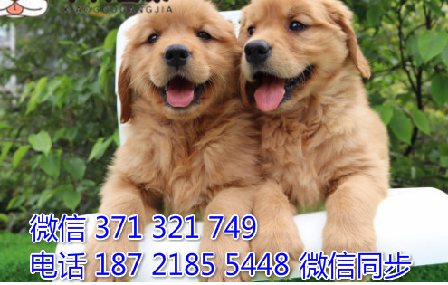 犬舍金毛纯种幼犬出售 犬舍直金毛 犬舍狗场宠物狗凳