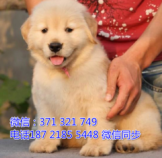 金毛出售 宠物狗狗  宠物市场 狗狗图片 买卖狗狗鞠