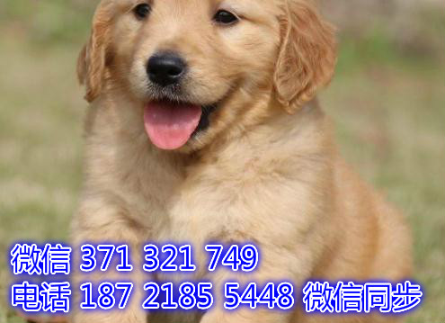 宠物市场 哪里有宠物金毛犬，精品小型中型大型