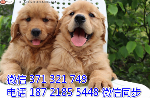 犬舍金毛纯种幼犬出售 犬舍直金毛 犬舍狗场宠物狗凳