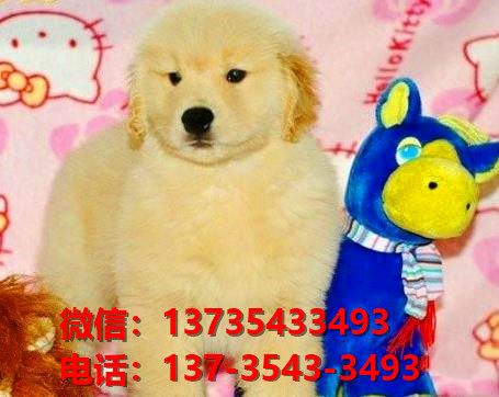 青岛四方区犬舍出售纯种金毛犬幼犬哪里有狗狗领养