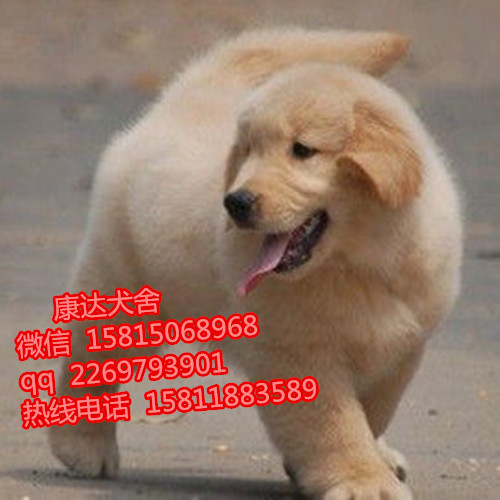 深圳哪个犬舍口碑好,深圳哪里有金毛犬卖