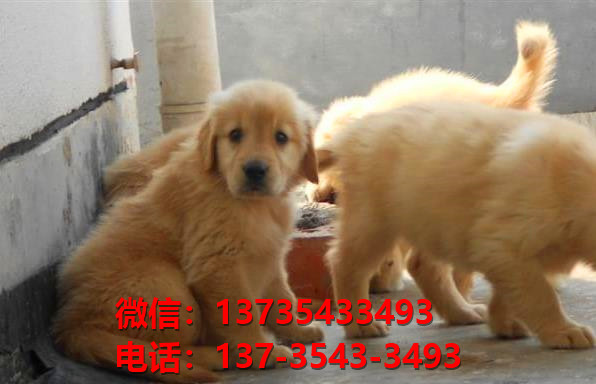 山东历城区犬舍出售纯种金毛犬幼犬哪里有狗狗
