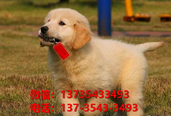 青岛四方区犬舍出售纯种金毛犬幼犬哪里有狗狗