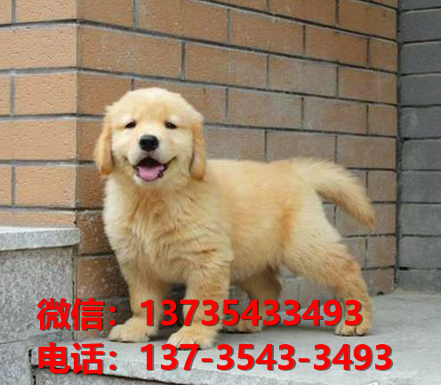 萍乡宠物狗狗犬舍出售纯金毛幼犬网上买狗卖狗网站在哪里有狗市场