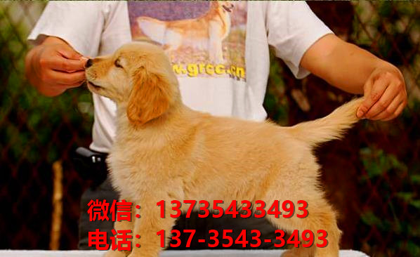 青岛宠物狗狗犬舍出售纯种金毛犬网上买狗卖狗