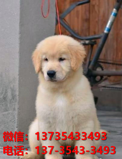 新余宠物狗狗领养纯种金毛幼犬网上买狗卖狗地方在哪里有狗市场