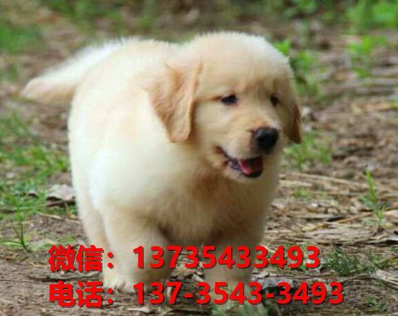 莆田宠物狗狗犬舍出售纯种金毛幼犬卖狗买狗地