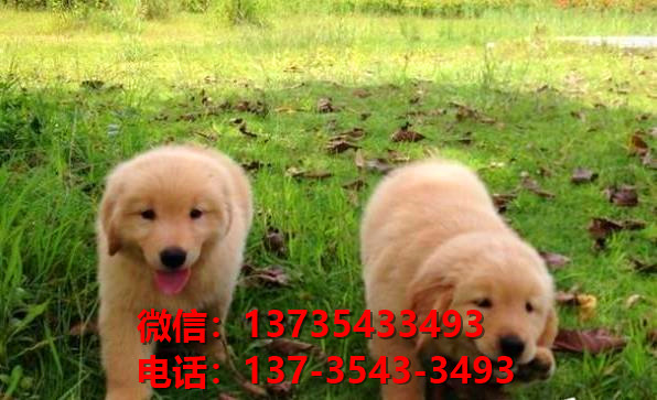 东营宠物狗犬舍领养纯种金毛犬网上卖狗买狗网