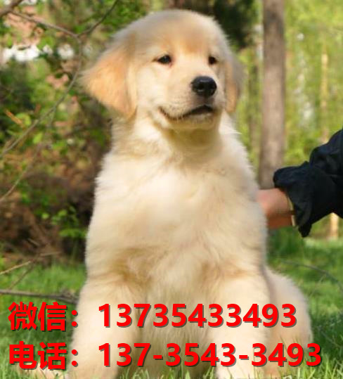 聊城宠物狗犬舍领养纯种金毛幼犬网上卖狗买狗