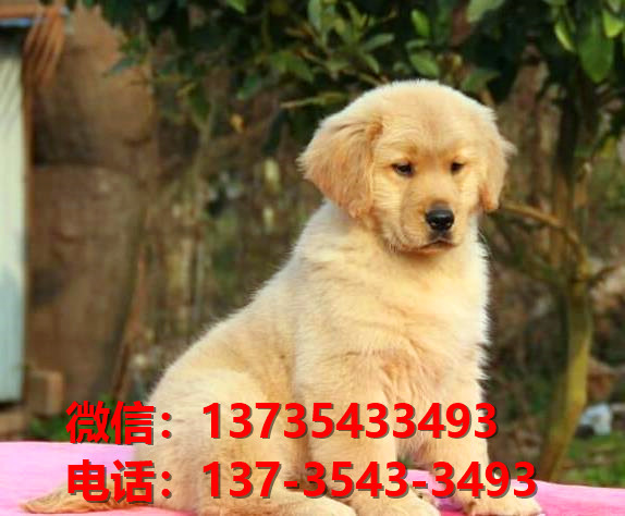 随州宠物狗犬舍领养纯种金毛犬卖狗买狗地方在