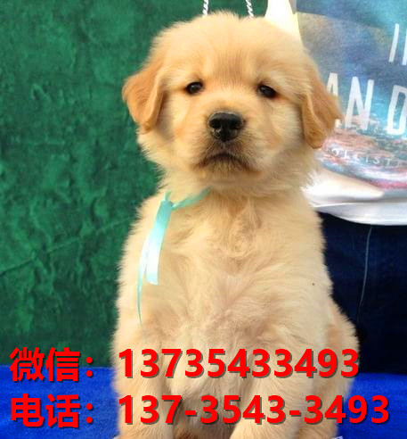 株洲宠物狗犬舍出售纯种金毛犬网上卖狗买狗地方在哪有狗市场领养