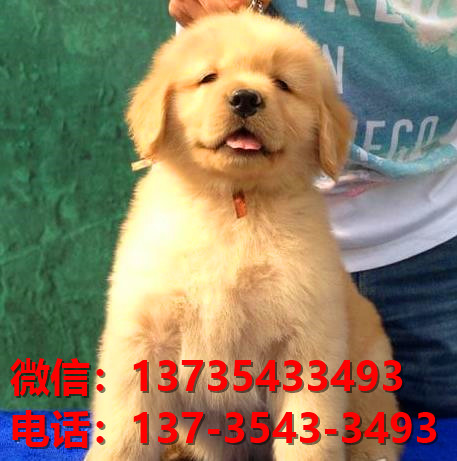 清远宠物狗犬舍出售纯种金毛犬网上买狗卖狗地