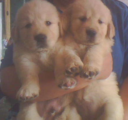 普洱哪里买金毛犬 云南狗场常年出售小金毛