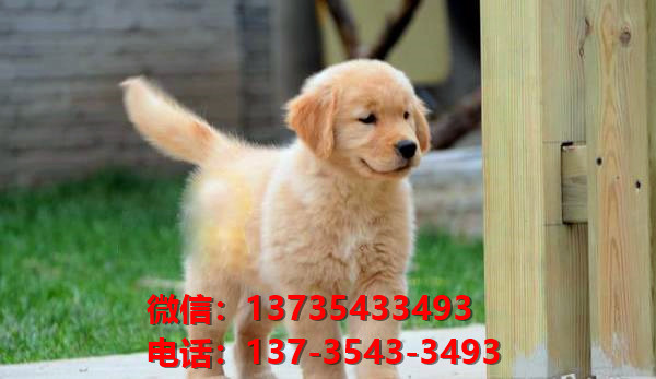 濮阳宠物狗犬舍出售纯种金毛幼犬网上买狗卖狗地方在哪有狗市场