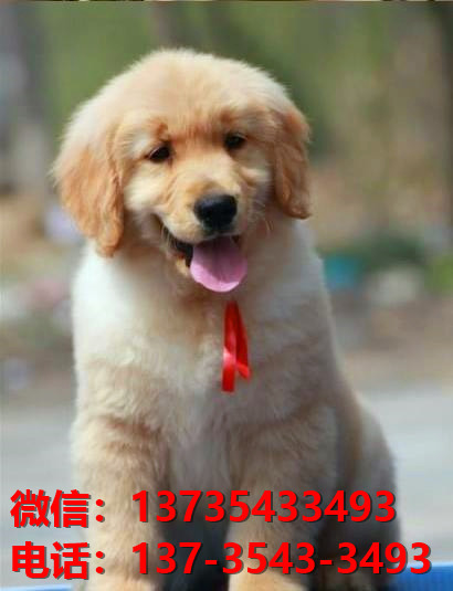 平顶山宠物狗犬舍领养纯种金毛幼犬网上买狗卖
